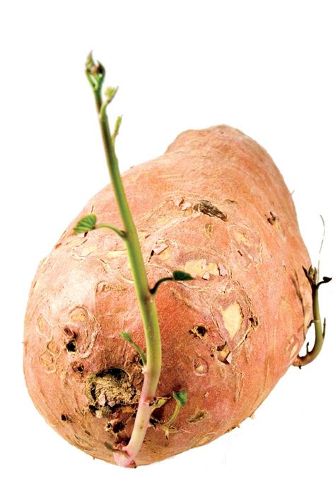 Купить семена Батат или Сладкий картофель Sweet Potato Toka Toka в ...