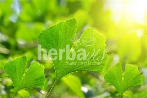 Ginkgo Biloba Mi Orz B Japo Ski Nalewka Ml Herbavis