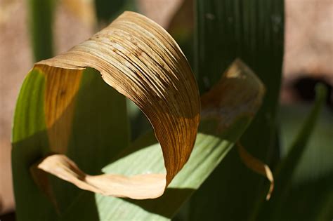 Free Images Tree Nature Sunlight Leaf Flower Green Botany