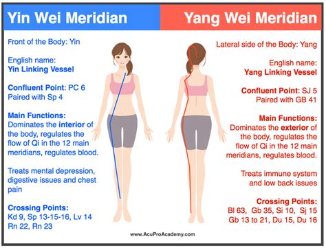 The 8 Extraordinary Vessels - Yin Wei & Yang Wei | AcuPro Academy ...