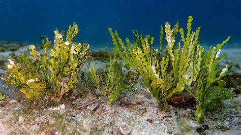 Algas Y Peque Os Invertebrados Estos Son Los Organismos Diminutos Que