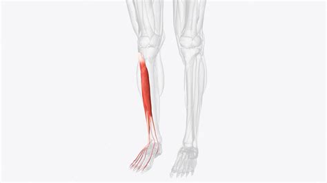 Premium Photo | Anterior compartment muscles of right leg