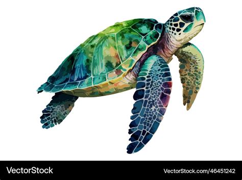 Watercolor sea turtle Royalty Free Vector Image