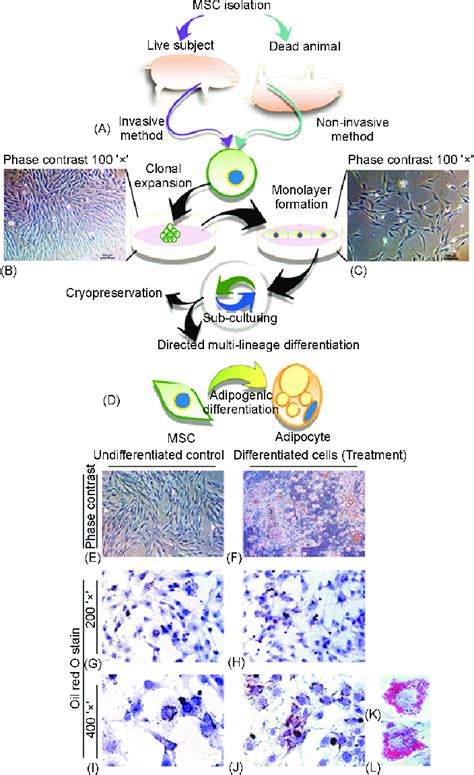 Isolation Of Porcine Mesenchymal Stem Cells Mscs And Induction Of Download Scientific Diagram