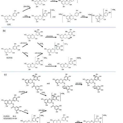 Proposed Biotransformation Pathways Of Catechins Forming GSH Adducts