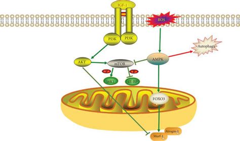 Igf 1 Activates Mtor Through Pi3kakt Signaling To Stimulate Protein