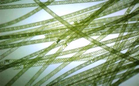 Spirogyra | Definition, Structure, Reproduction, & Facts | Britannica