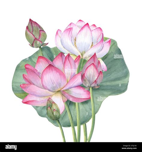 Bouquet Of Pink Lotus Flowers And Leaf Blooming Water Lily Indian