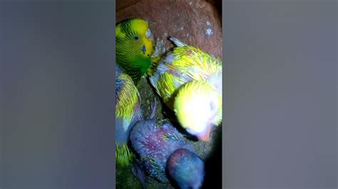 Budgies Parrot Kay Bachay 🥰🥰🥰😍😍 ️ ️ ️youtubeshorts Short Youtube