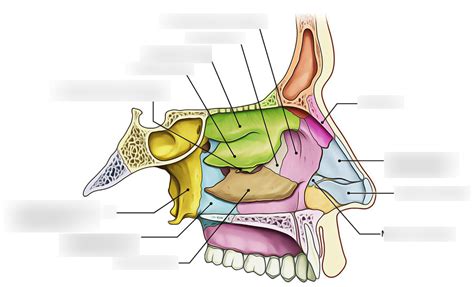Lateral Nasal Wall Anatomy Image From Page 100 Of Development And
