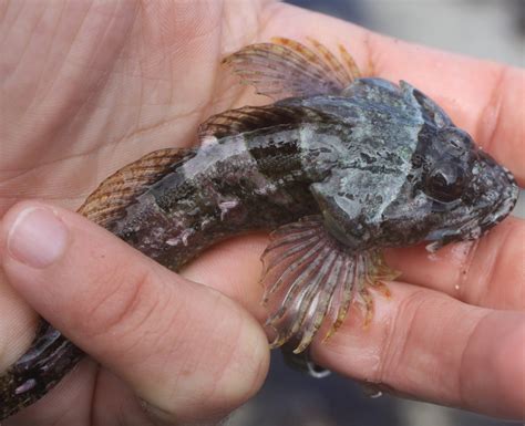 Typical Sculpins (Northern California Rocky Intertidal Species ...