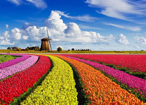 Nederlandse Cultuur Fotos afbeeldingen, beelden en stockfoto's - iStock