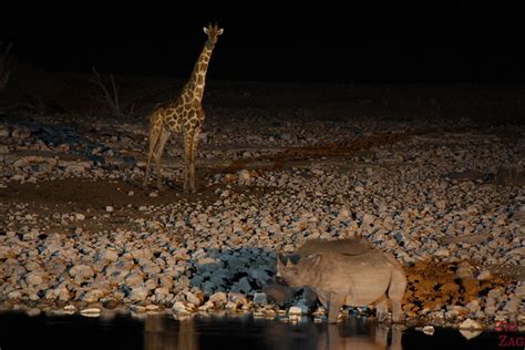 Wildlife of Etosha National Park