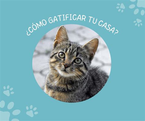 Explor Plantilla De Mascotas Personalizables Gratis Canva