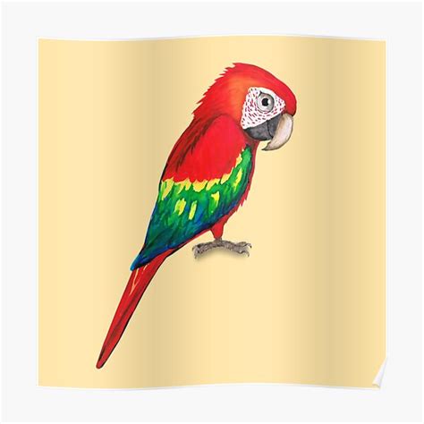 Scarlet Macaw Poster By Bwiselizzy Redbubble