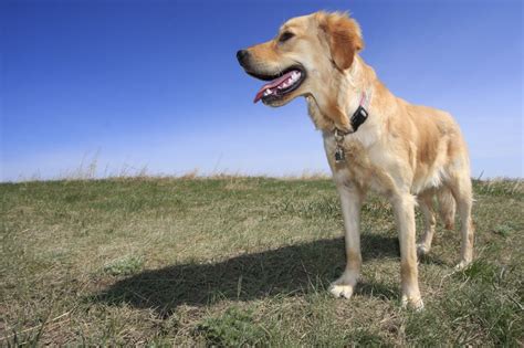 Canadian Golden Retriever Types Of Golden Retrievers Popsugar Pets