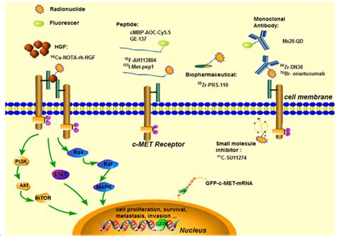 A Visual Overview Of The C Met Hgf Signaling Pathway With Different