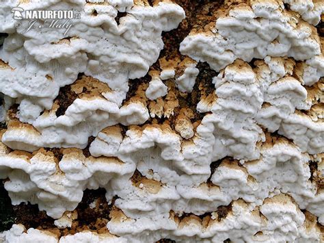 Antrodia serialis Mushroom Photos, Antrodia serialis Images, Nature ...