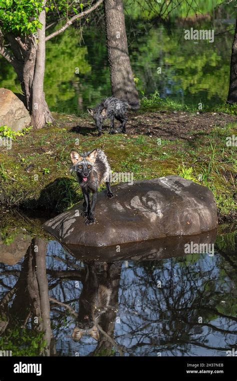 Adult Cross Fox (Vulpes vulpes) Stands on Rock Reflected Kit Creep Up Behind Summer - captive ...