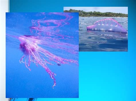 Phylum Cnidaria Symmetry Radial Or Biradial Advantageous Because