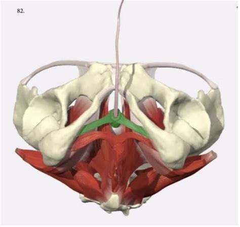 Pelvic Floor Muscles Flashcards Quizlet