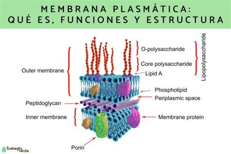 Membrana plasmática qué es funciones y estructura Resumen