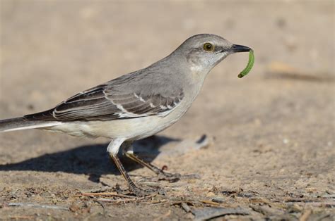 Northern Mockingbird Audubon Field Guide