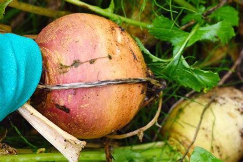 When And How To Harvest Turnips Gardeners Path