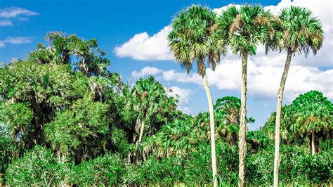 Amazon Rainforest Palm Trees