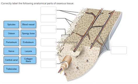 [solved] Correctly Label The Following Anatomical Parts Of Osseous