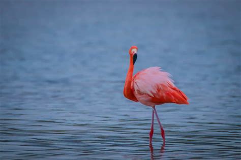 What's It Like To Go On A Galapagos Cruise? Is It Worth It?