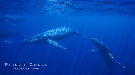 North Pacific Humpback Whales Competitive Group Megaptera