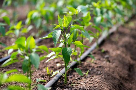 Eficiencia Y Sostenibilidad En El Riego Agrícola Fundación Canal