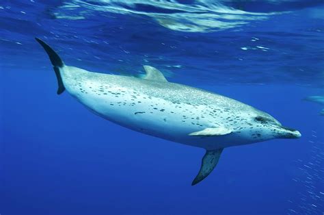 Atlantic Spotted Dolphin Photograph By Christopher Swann Science Photo