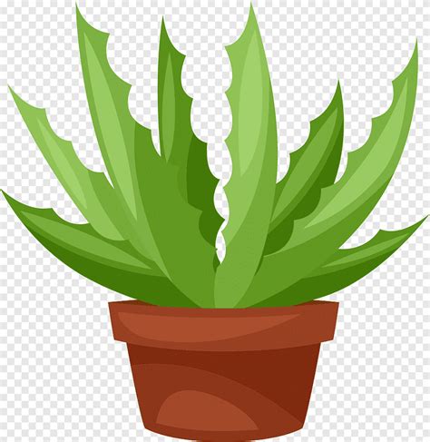 Succulent plant Cactus graphics Ilustração cacto planta suculenta