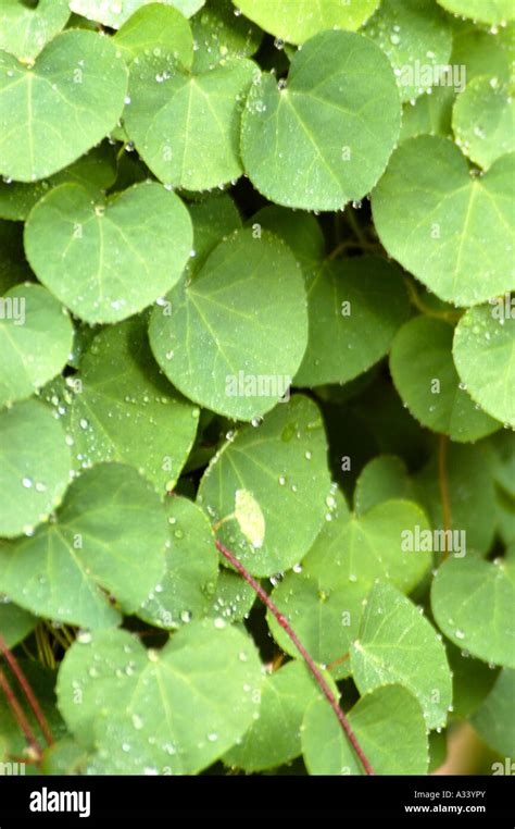 Ayurveda plants hi-res stock photography and images - Alamy