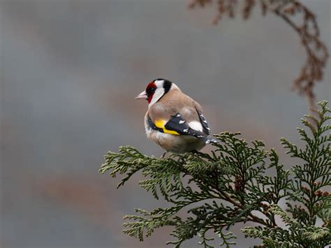 Stieglitzgoldfinch Konradshöhe Berlin P1102514 Rw2dxod