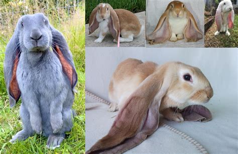 Giant Lop Eared Rabbit Breeds