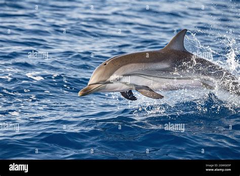 striped dolphin jumping outside the sea Stock Photo - Alamy