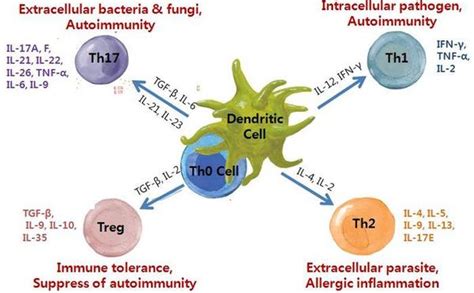 Cd T Cell Cytokine R D Bric