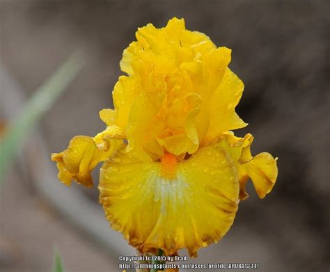 Tall Bearded Iris Iris Down To The Wire In The Irises Database