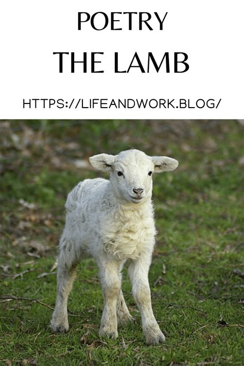 Poetry – The Lamb