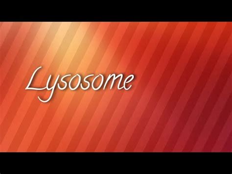 Lysosome Youtube