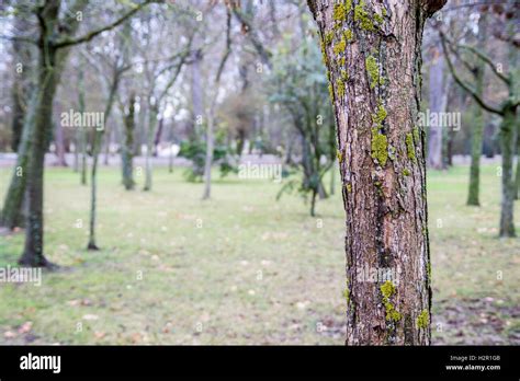 Gardens, Palace of Aranjuez, Madrid, Spain Stock Photo - Alamy