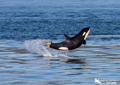 Happiest Orca Ever Dolphin Project