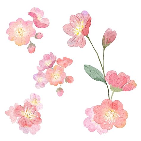 Collection De Bouquet De Fleurs Rose Aquarelle Vector Vecteur Premium