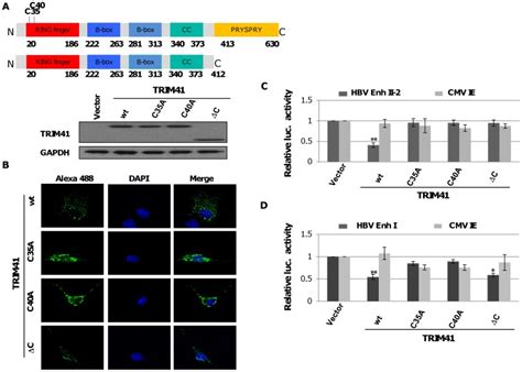 G Of Plasmids Expressing Wild Type Or Mutant Trim Were