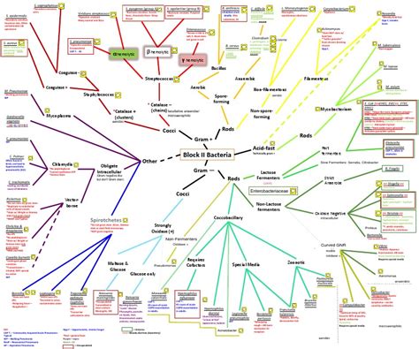Bacteria Chart Complete | PDF | Pneumonia | Staphylococcus 