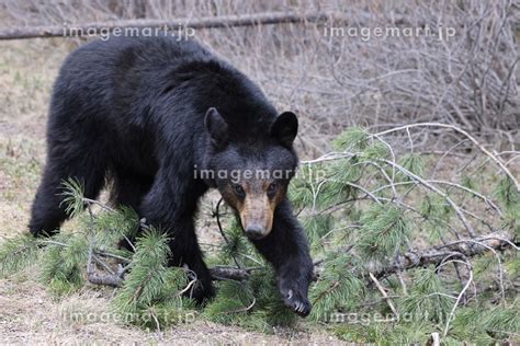 American Black Bear Ursus Americanus Banff National Park Kanada