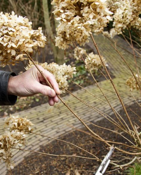 Wanneer Hoe Je Hortensia S Het Best Kunt Snoeien Artofit